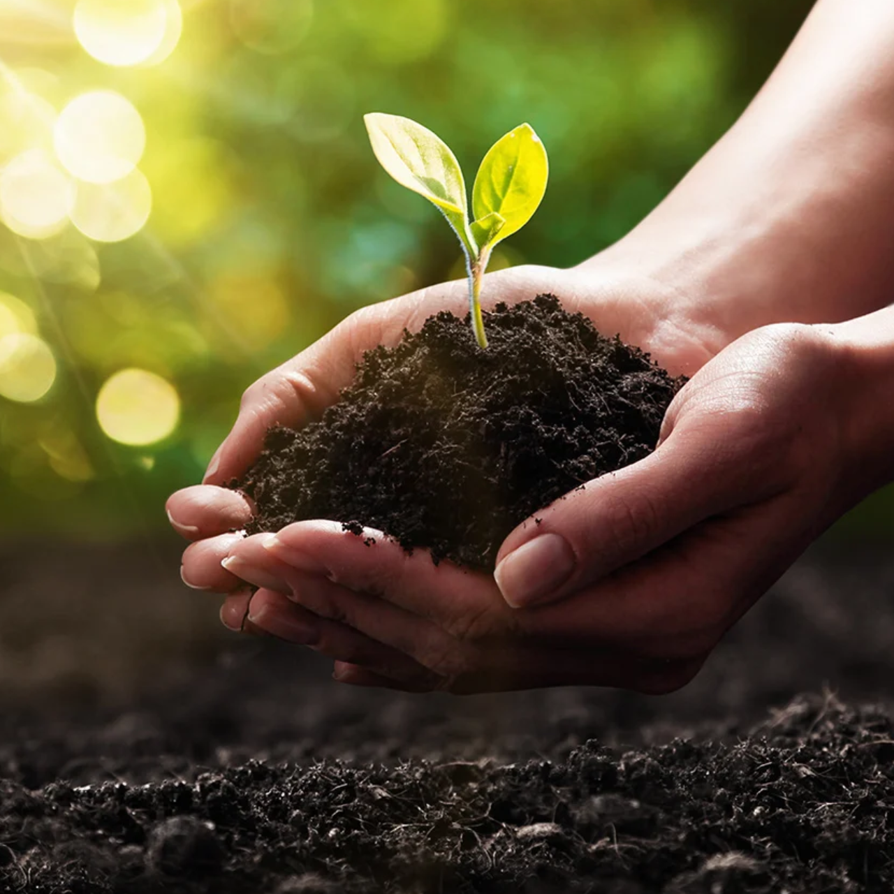 <p><strong>Soil Mineral</strong></p>