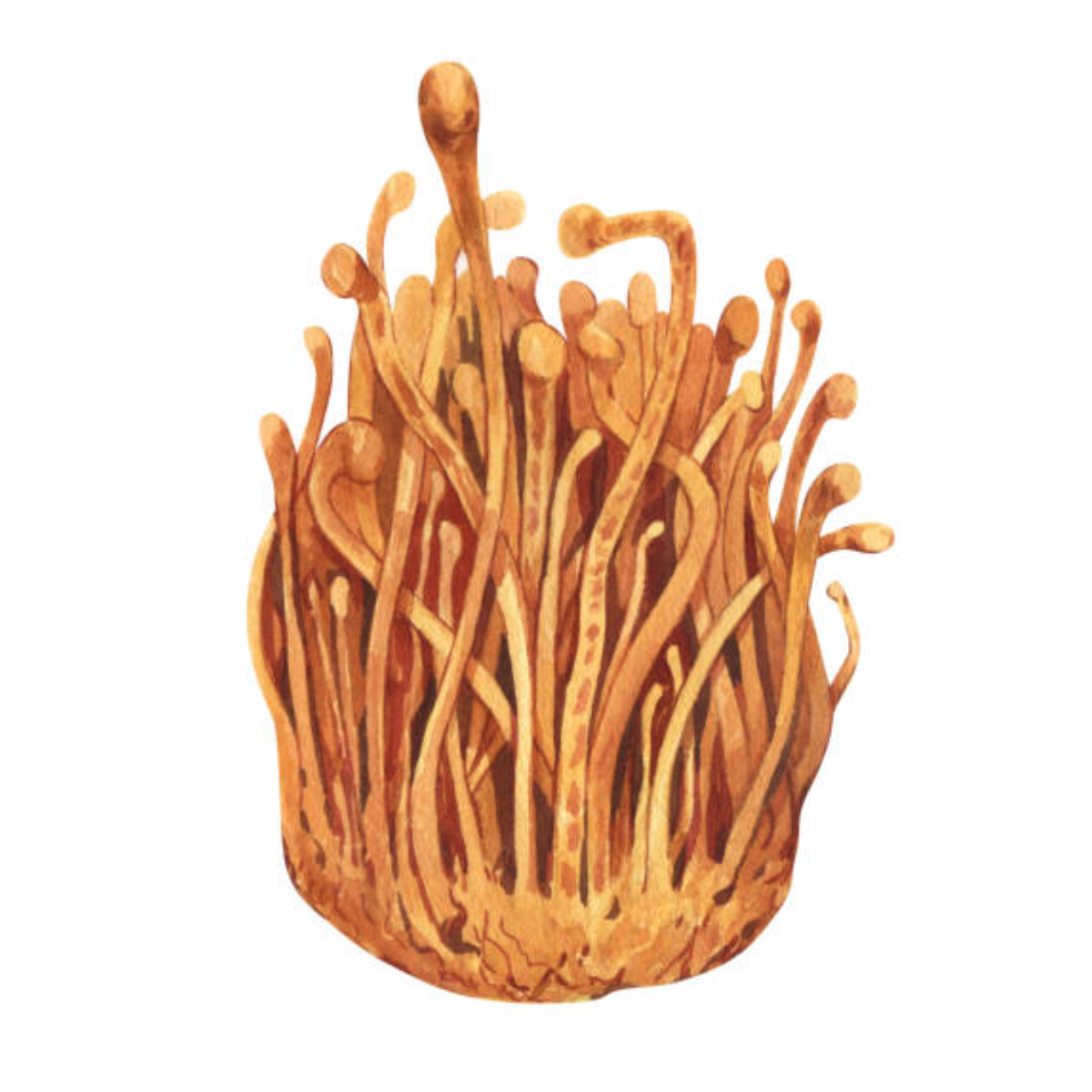 <p><strong>Cordycepin</strong></p>